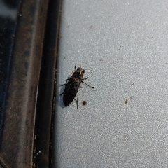 Spectralia gracilipes