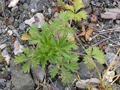 Potentilla intermedia