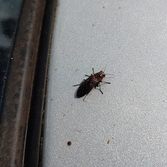 Spectralia gracilipes