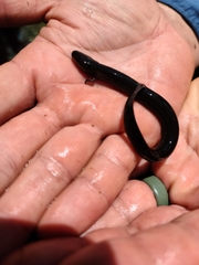 Siren lacertina