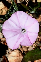 Convolvulus althaeoides