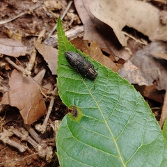 Spectralia gracilipes