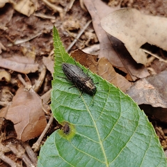Spectralia gracilipes