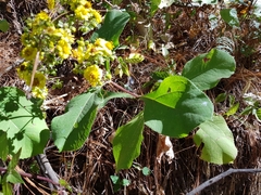 Rumfordia floribunda