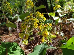 Rumfordia floribunda