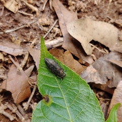Spectralia gracilipes