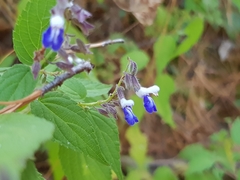 Salvia plurispicata