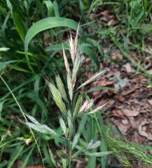 Bromus lanceolatus