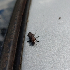 Spectralia gracilipes