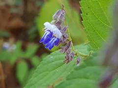 Salvia plurispicata