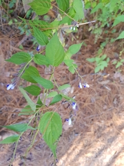 Salvia plurispicata
