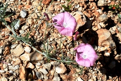 Convolvulus althaeoides