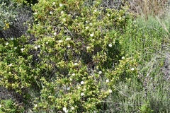 Convolvulus althaeoides