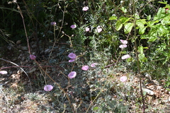 Convolvulus althaeoides