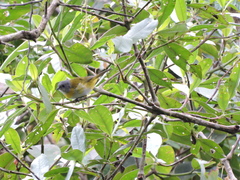Chlorospingus canigularis