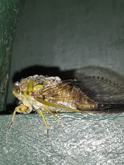 Cicadettinae