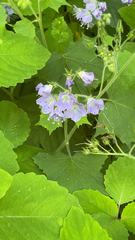 Hydrophyllum appendiculatum