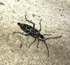 Sarosesthes fulminans