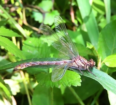 Gomphurus
