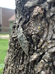 Chrysochroini