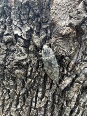 Chrysochroini