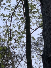 Sitta europaea