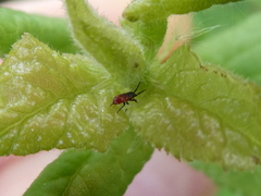 Oxycarenidae