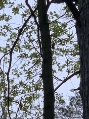 Sitta europaea