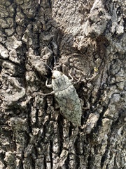 Chrysochroini