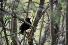 Turdus merula