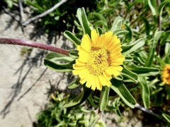 Asteriscus aquaticus