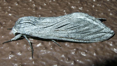 Sphinx asellus