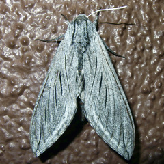 Sphinx asellus