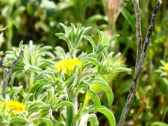 Asteriscus aquaticus