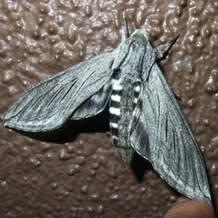 Sphinx asellus