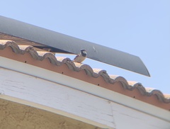 Passer domesticus