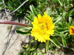 Asteriscus aquaticus