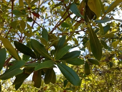 Ternstroemia lineata