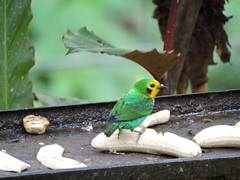 Chlorochrysa nitidissima