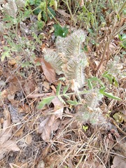 Phacelia cicutaria hispida