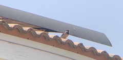 Passer domesticus