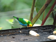Chlorochrysa nitidissima