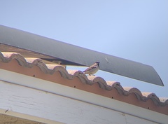 Passer domesticus