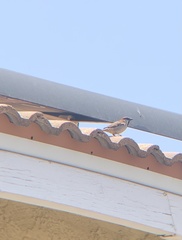 Passer domesticus
