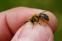 Andrena tibialis