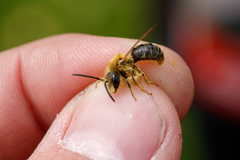 Andrena tibialis