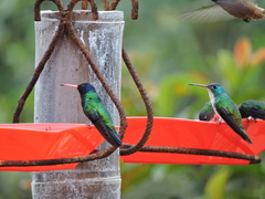 Chrysuronia grayi