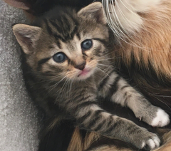 Felis catus