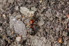 Formica rufibarbis