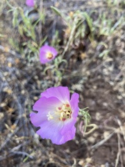 Clarkia gracilis albicaulis